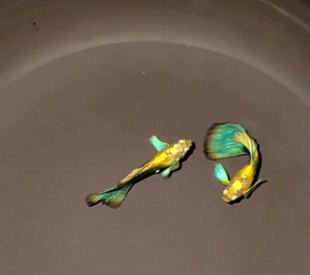 黄化蓝礼服欧翼海挑3对