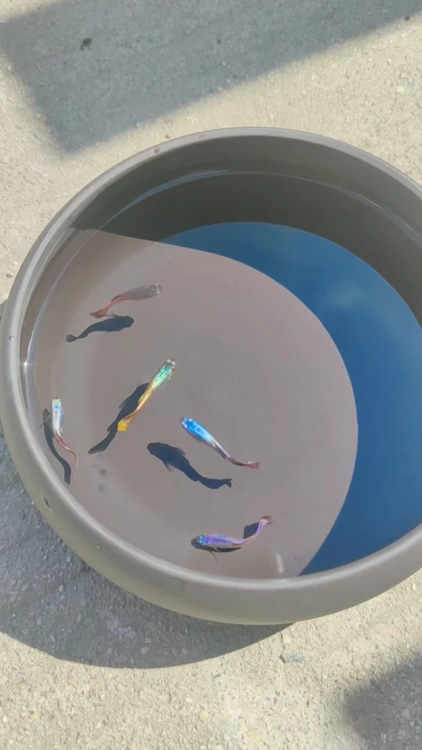 直播间精品孔雀鱼专用链接