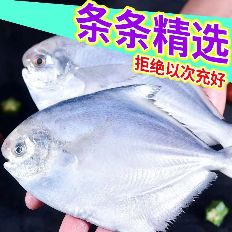 东海小银鲳鱼5包400克/包新鲜白鲳鱼速冻发货6条每斤肉质鲜美海鱼