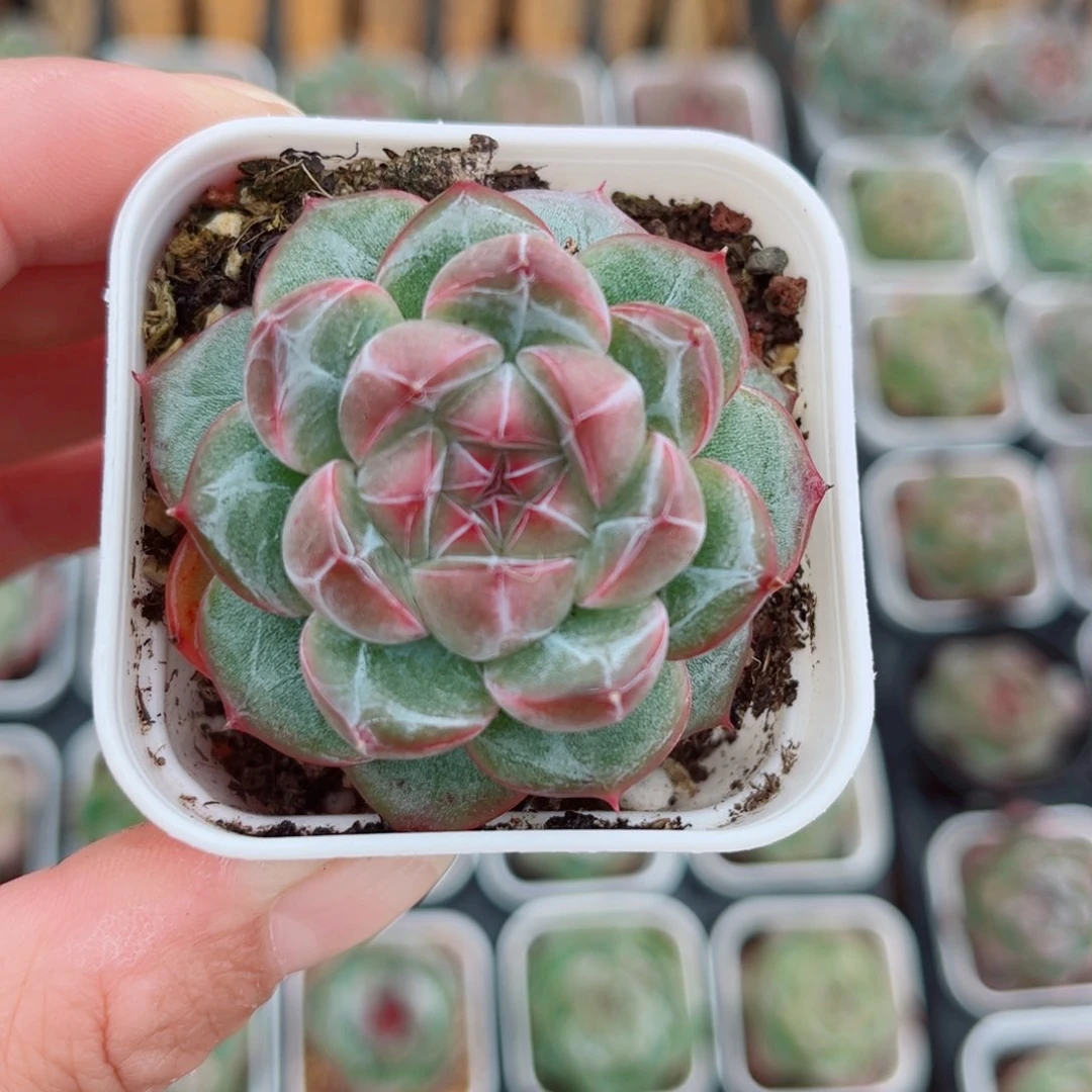 风靡园艺沁梦珍妮