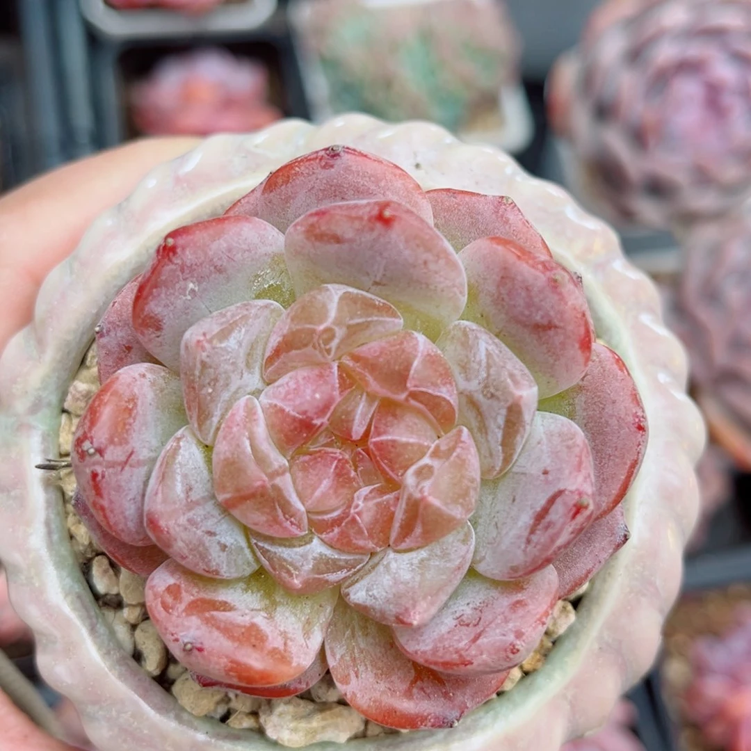 3号风靡园艺糖心单头