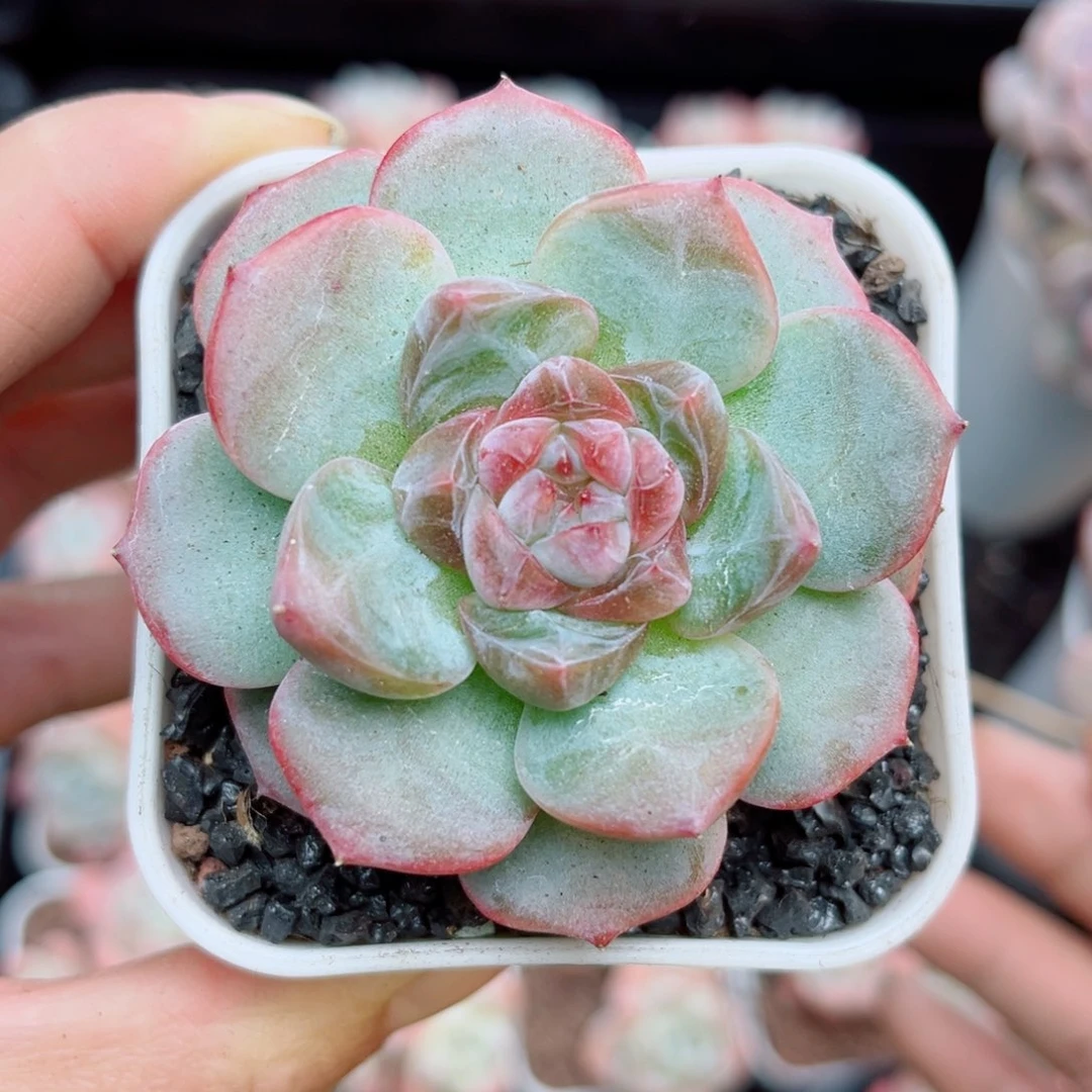 风靡园艺沁梦珍妮