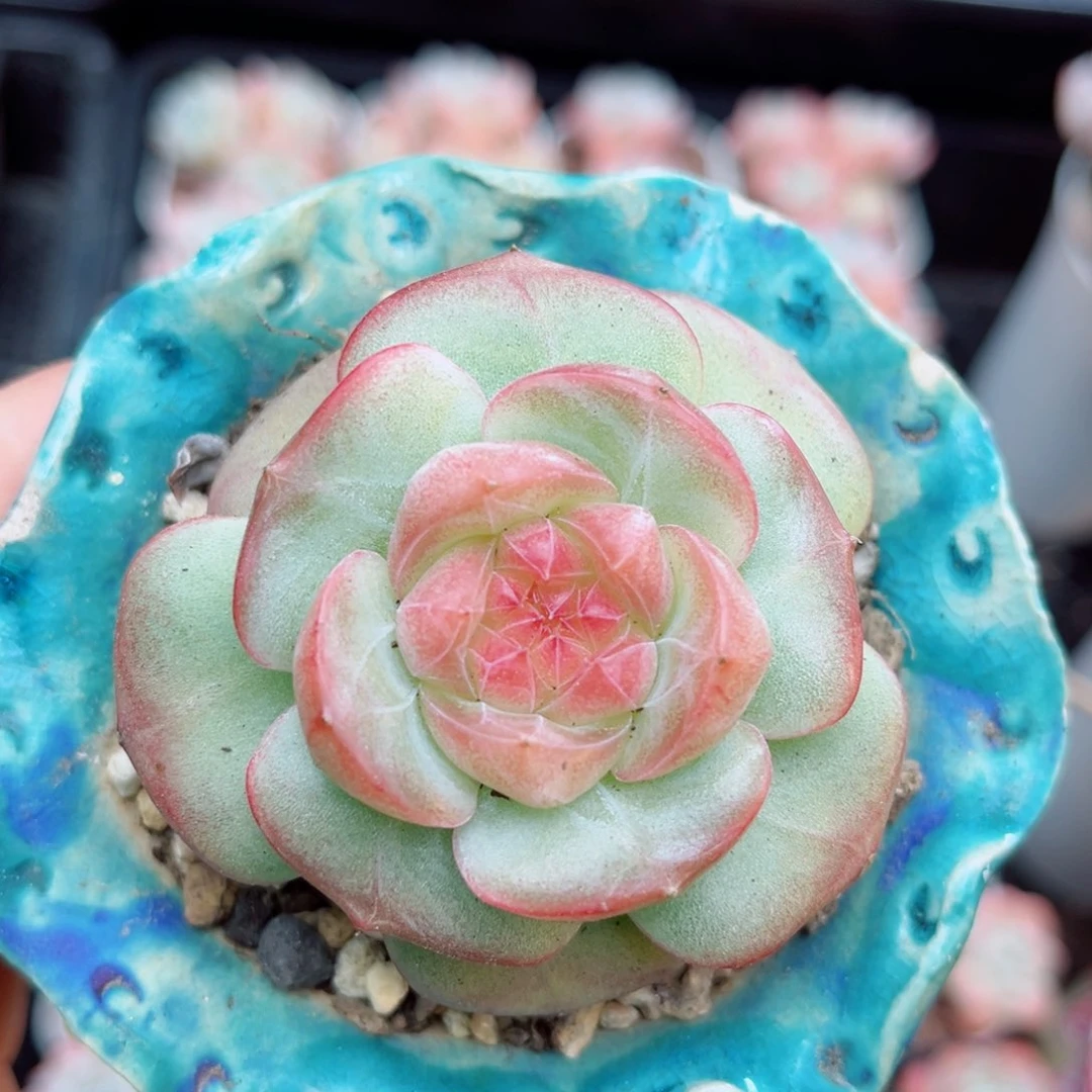 风靡园艺空灵珍妮