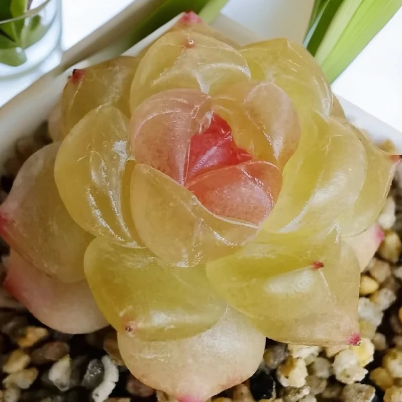 风靡精品多肉植物珍妮 溏心 景天科杂交新品链接4绿植