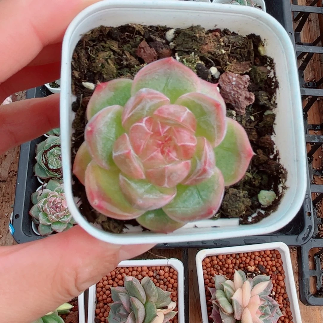 风靡园艺沁梦珍妮