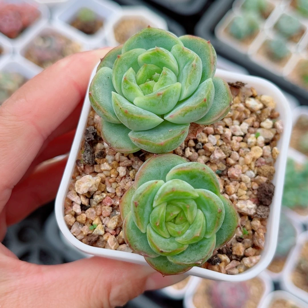 风靡园艺宝宝绿双头