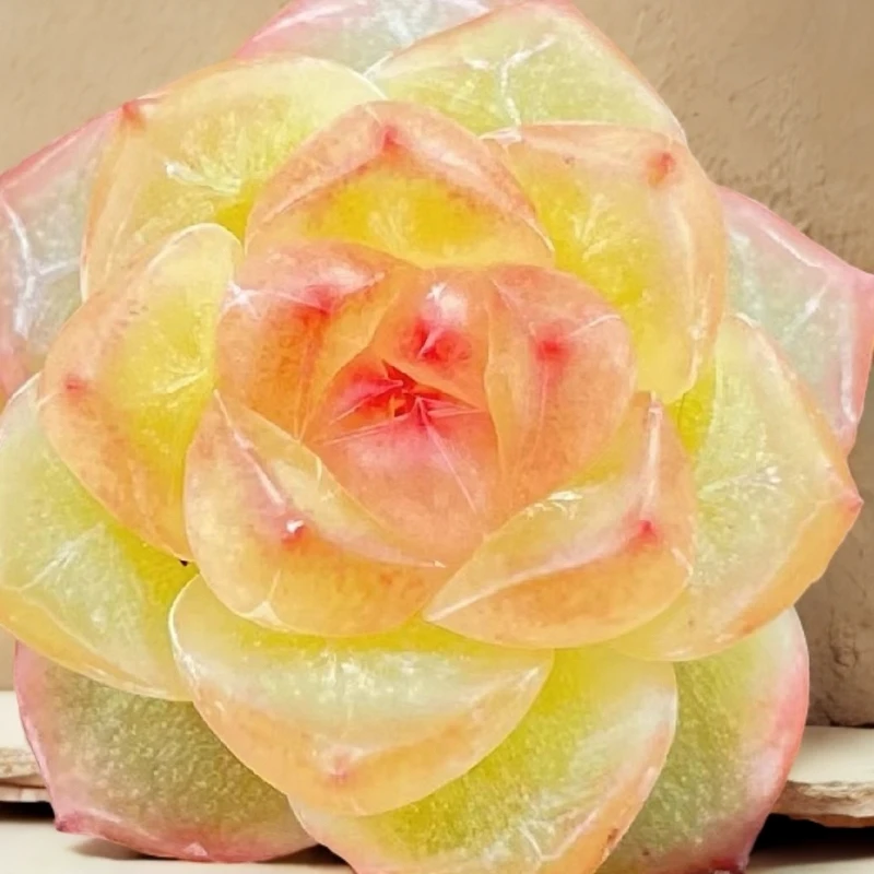 风靡精品多肉植物珍妮 溏心 景天科杂交新品链接5绿植