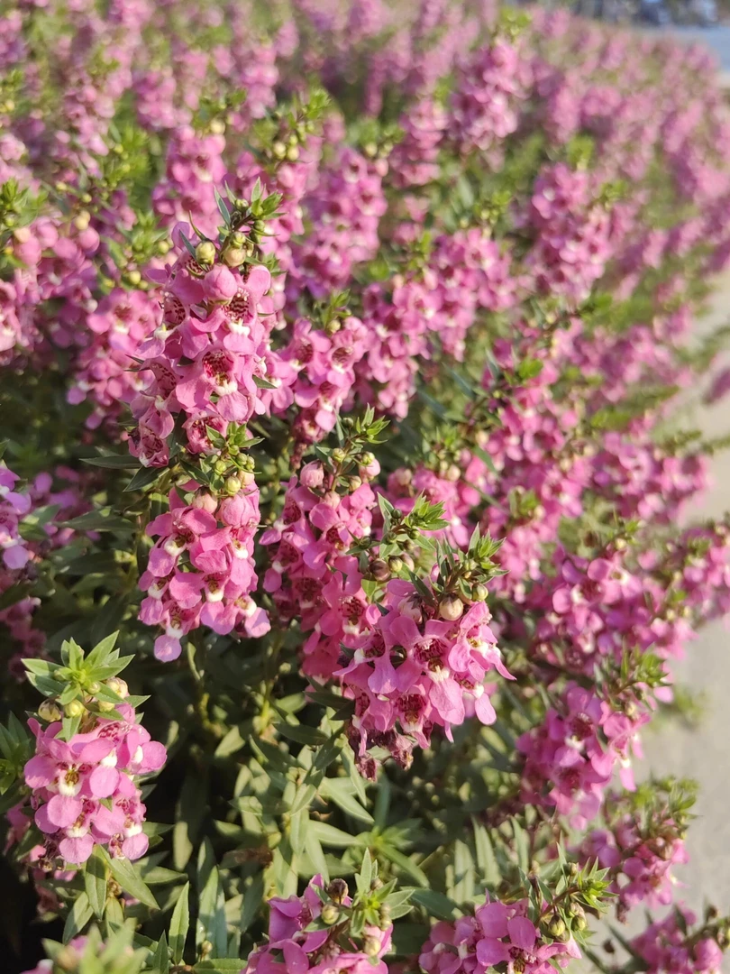 【香彩雀-130盆】花期长 花量大 耐热耐高温 新手易养护