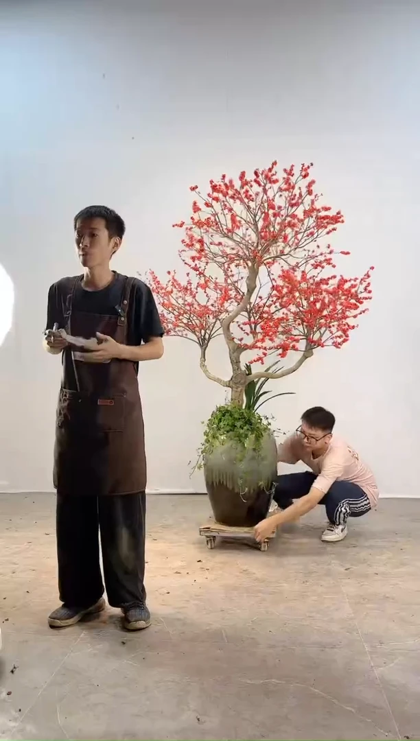 【闪购商品】冬青树冬青树冬青树冬青树