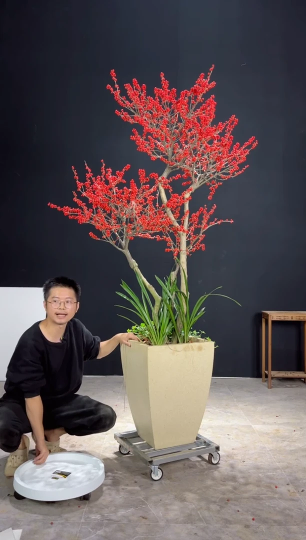 【闪购商品】北美冬青树北美冬青树