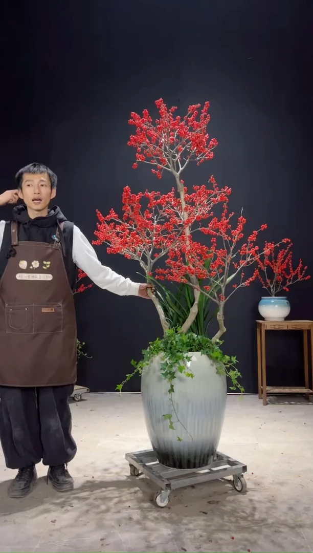 【闪购商品】北美冬青树北美冬青树
