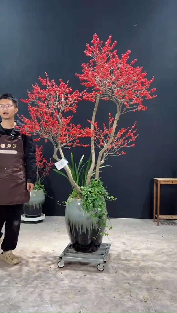 【闪购商品】北美冬青树北美冬青树