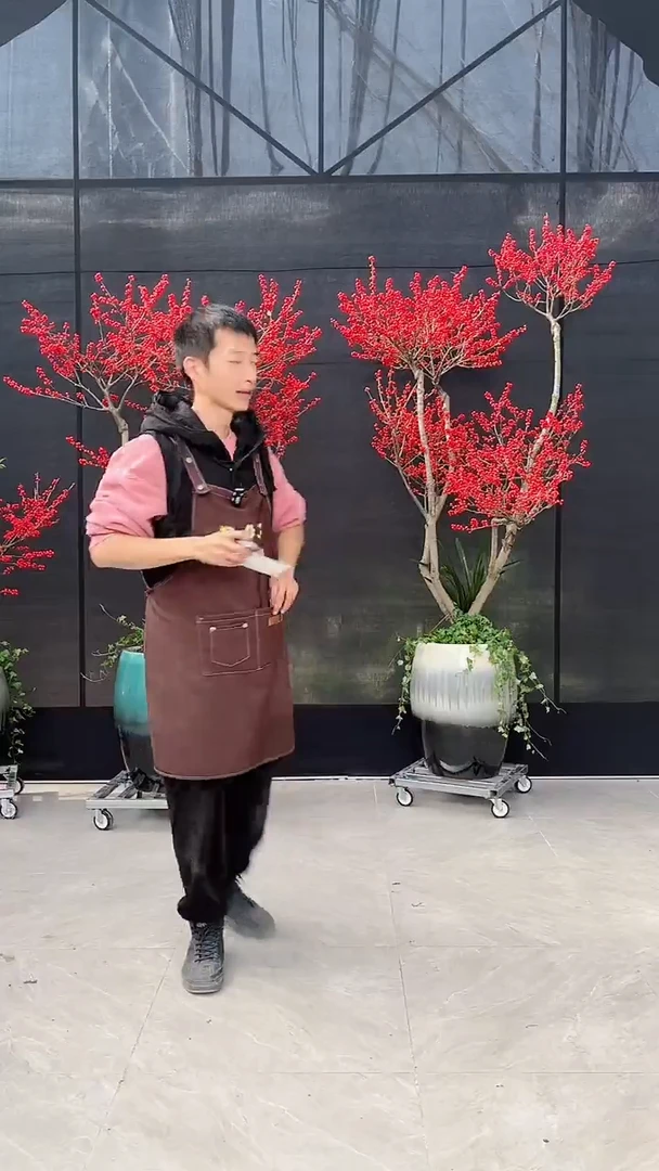【闪购商品】北美冬青树北美冬青树