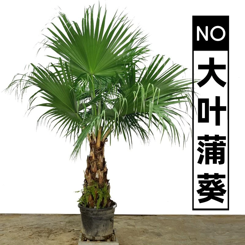 大叶蒲葵盆栽棕榈绿植走廊庭院美化盆景植物净化空气好养易活绿化