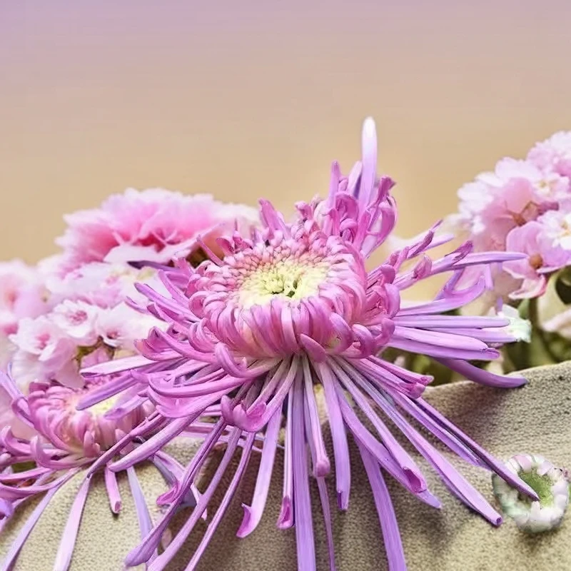 （紫霞仙子菊花盆栽）大花型 带花苞 原土球发货 基地直销 包对版