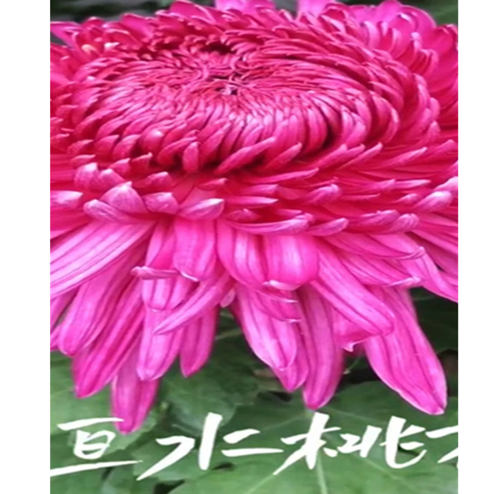 恒水桃花(菊花盆栽)大花型 带花苞 原土球发货 基地直销 包对版