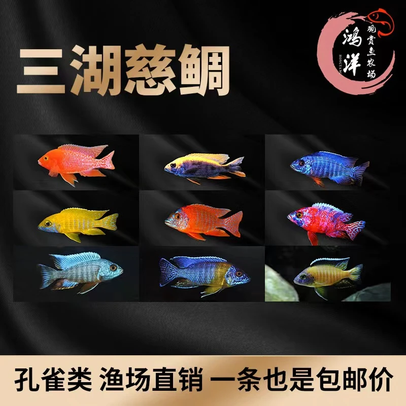观赏鱼精选养殖三湖慈鲷下单备注品种名字精品活体发货饲养