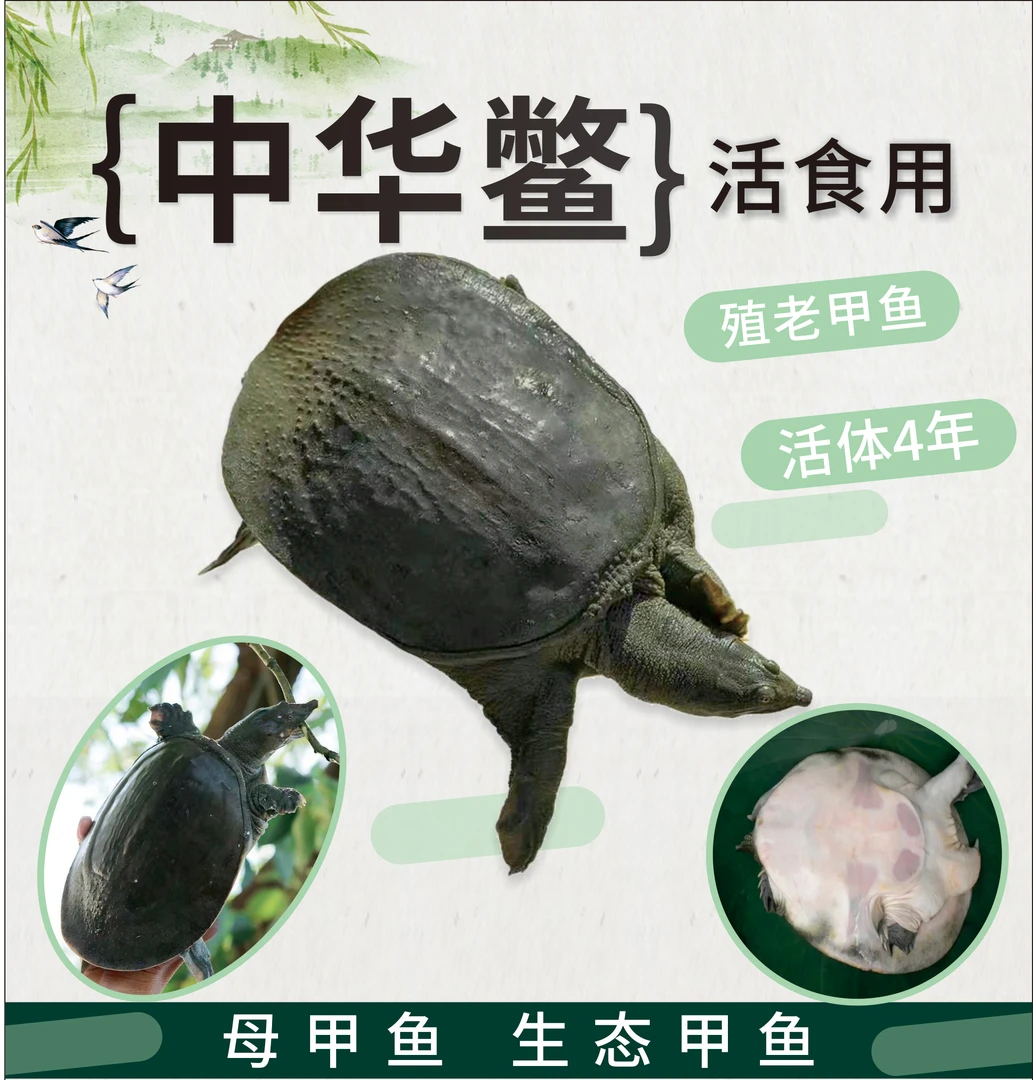 中华鳖母甲鱼生态王八生态养殖老甲鱼活体4年放养鲜活生长成品