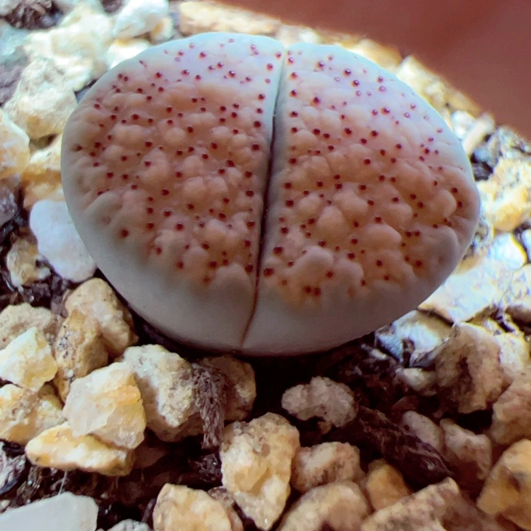 106 95优秀的肉肉