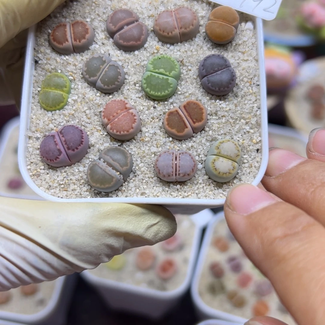 Y****a1030 192优秀的整盆