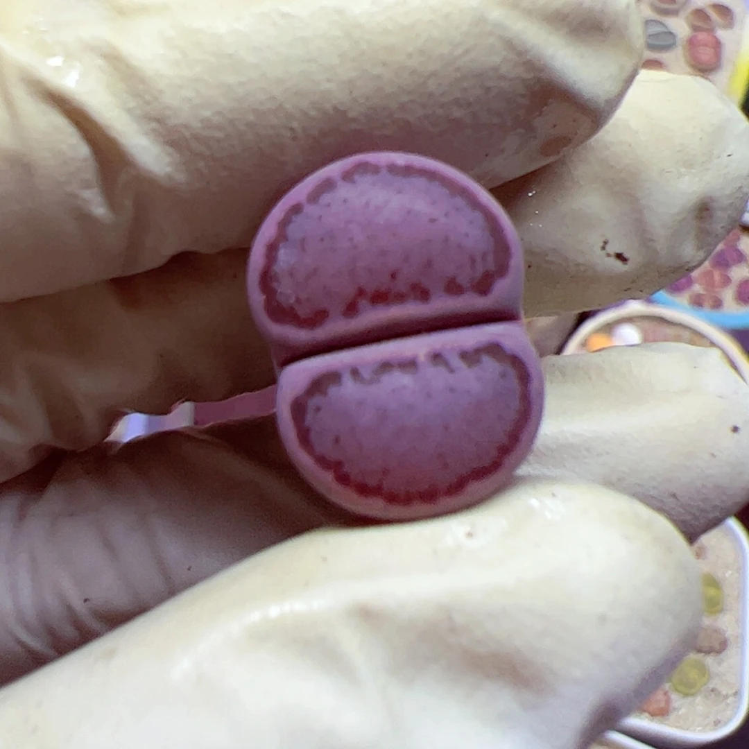 1028 14优秀的肉肉