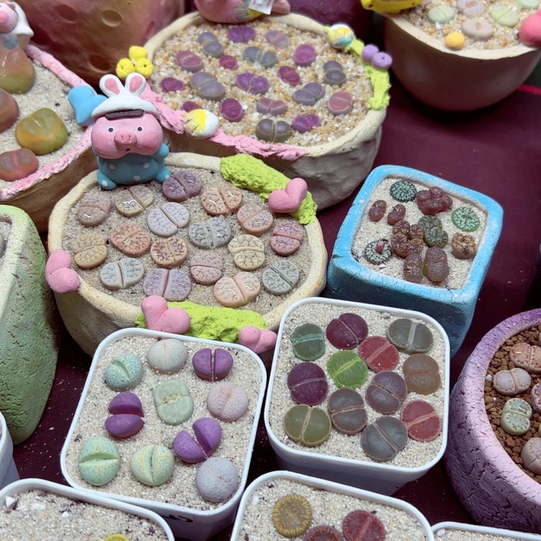 甘**饴1024 80整盆的肉肉