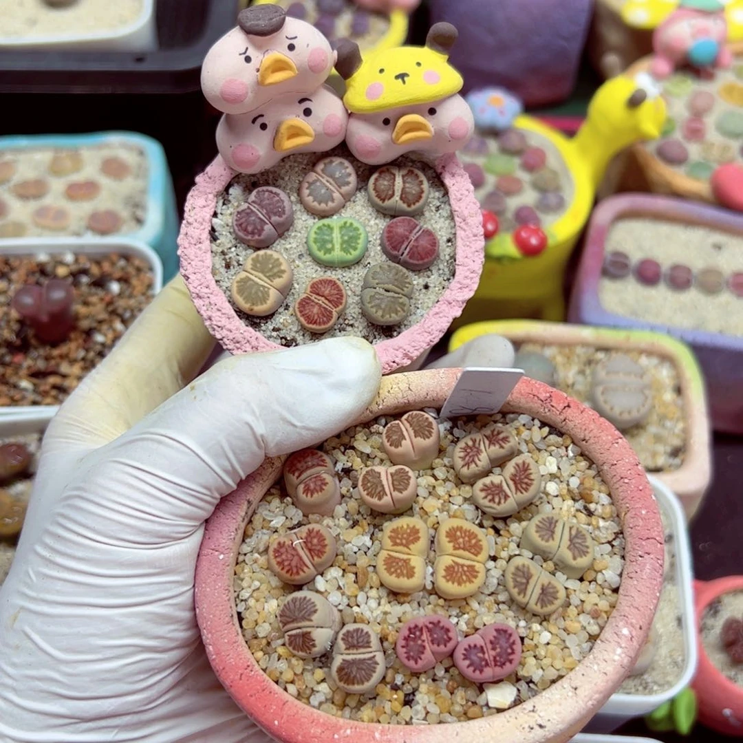 m**o106 62两盆一起发