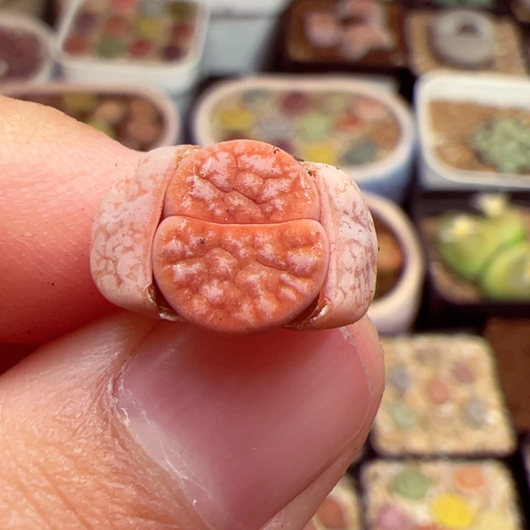 【闪购商品】1222-98