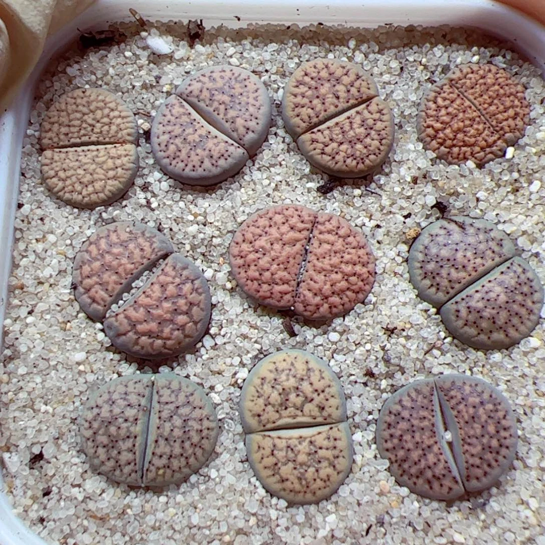 1109 141优秀的整盆