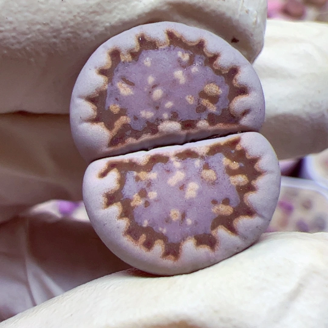 1022 105优秀的肉肉