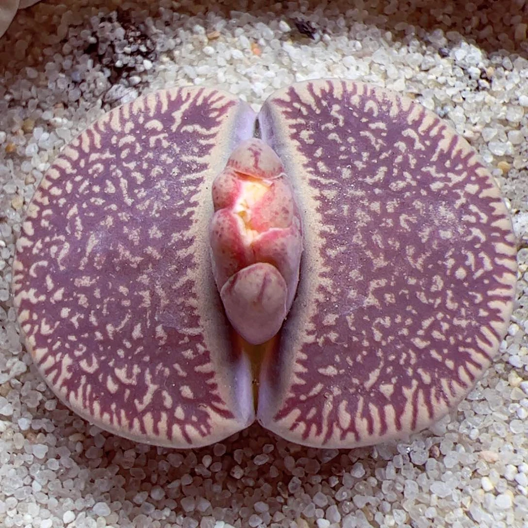 1024 143优秀的巨无霸