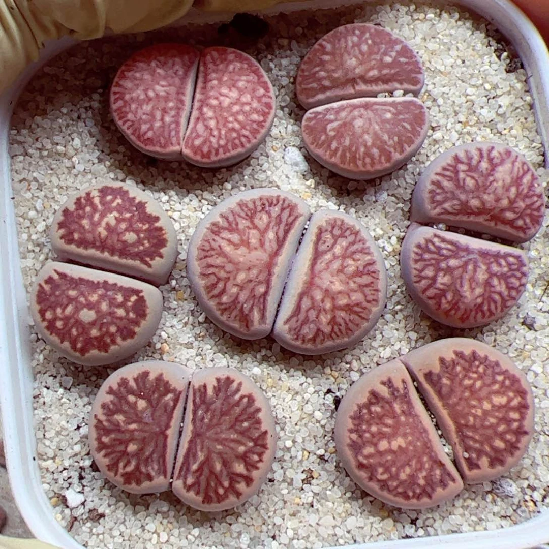 1026 149优秀的肉肉