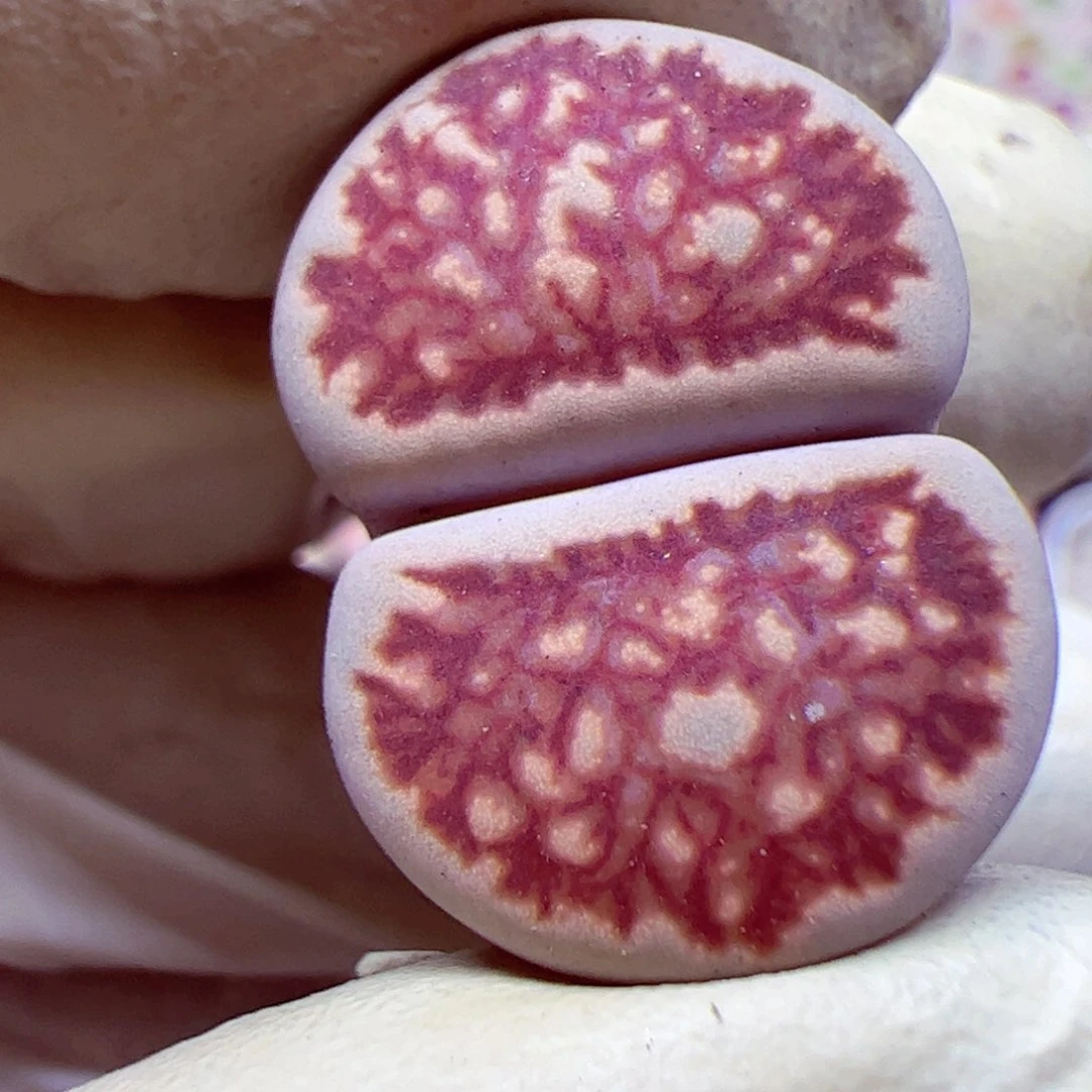 1028 164优秀的母本