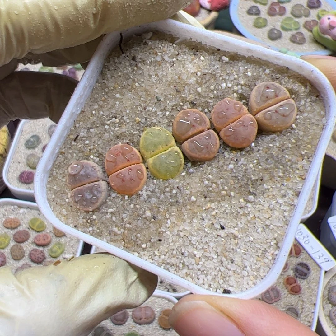 1030 187优秀的整盆