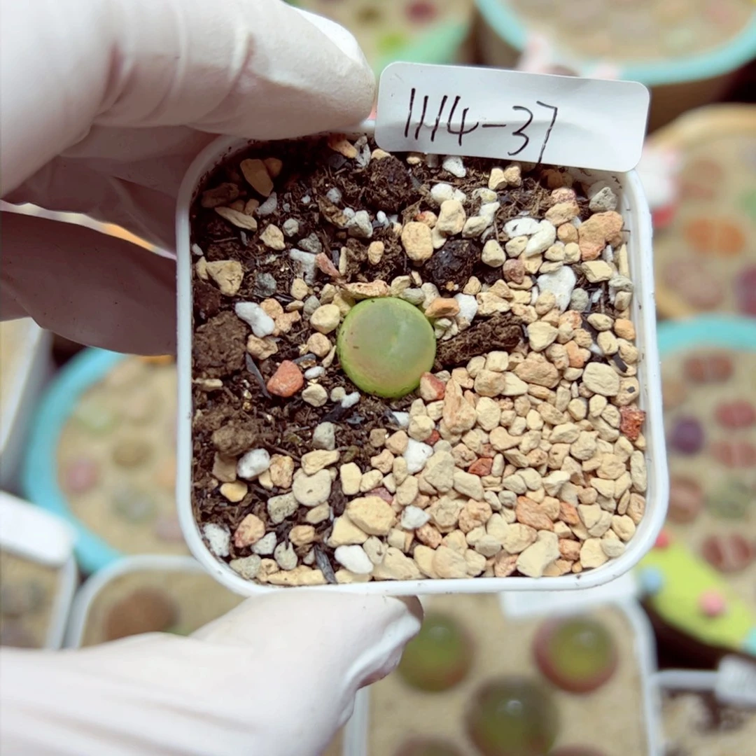 用****91114 37优秀的肉肉