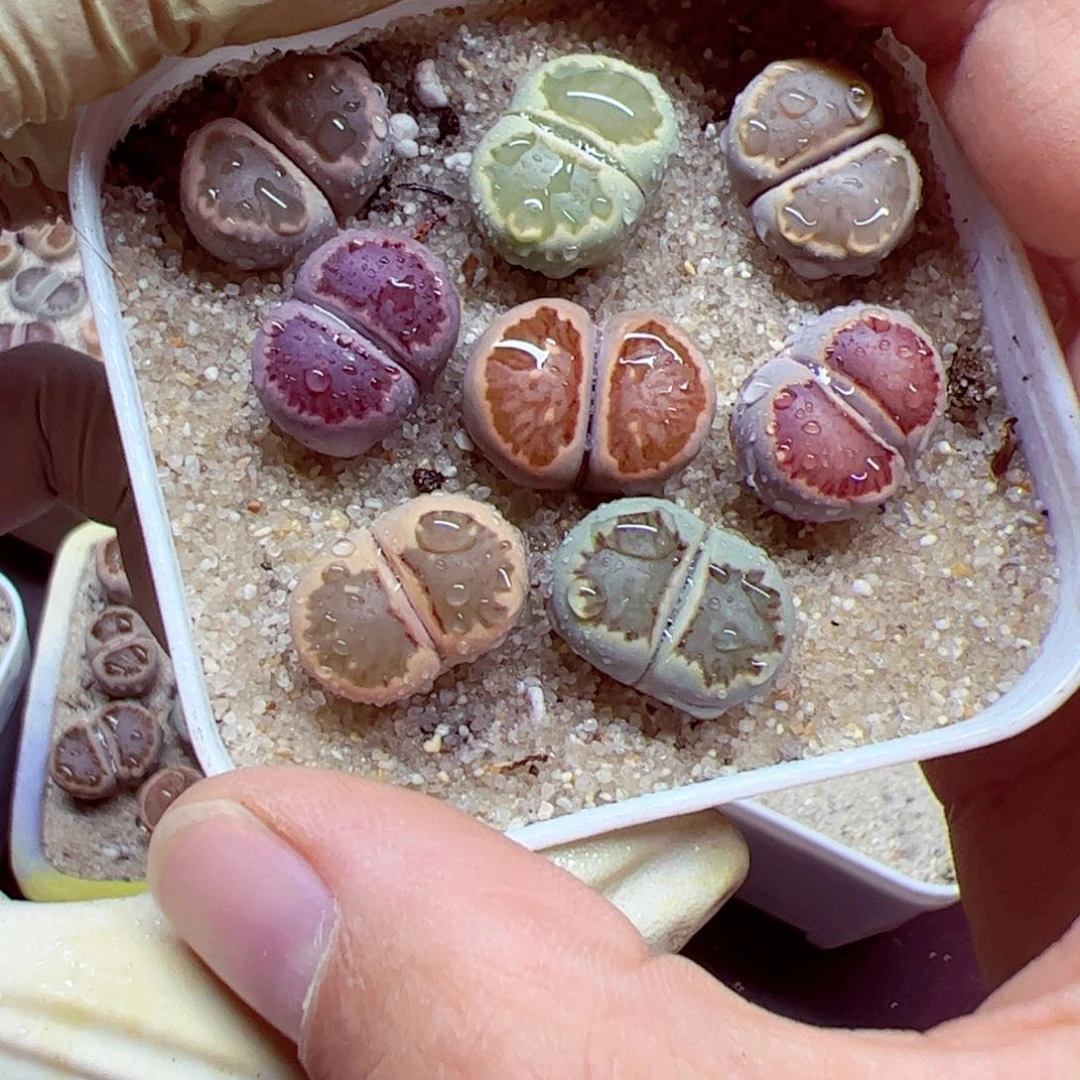 1026 6整盆一起发