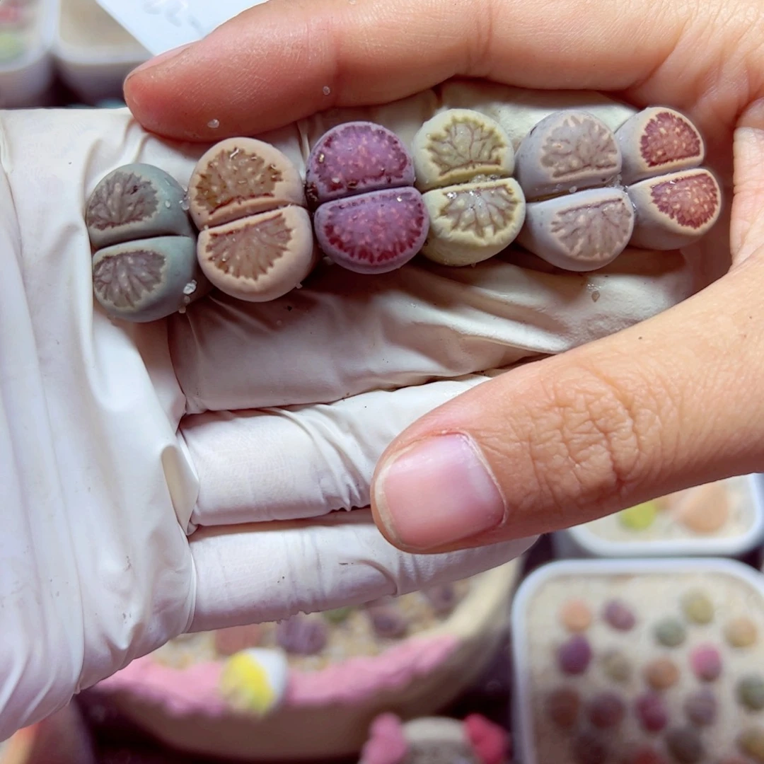 1022 158优秀的肉肉