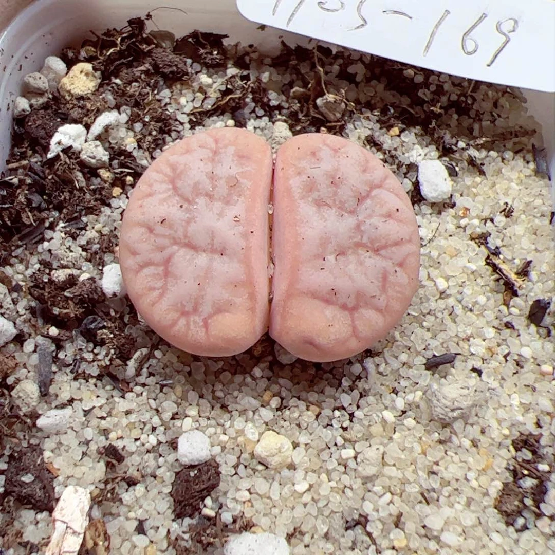 捞****?1103 169优秀的肉肉