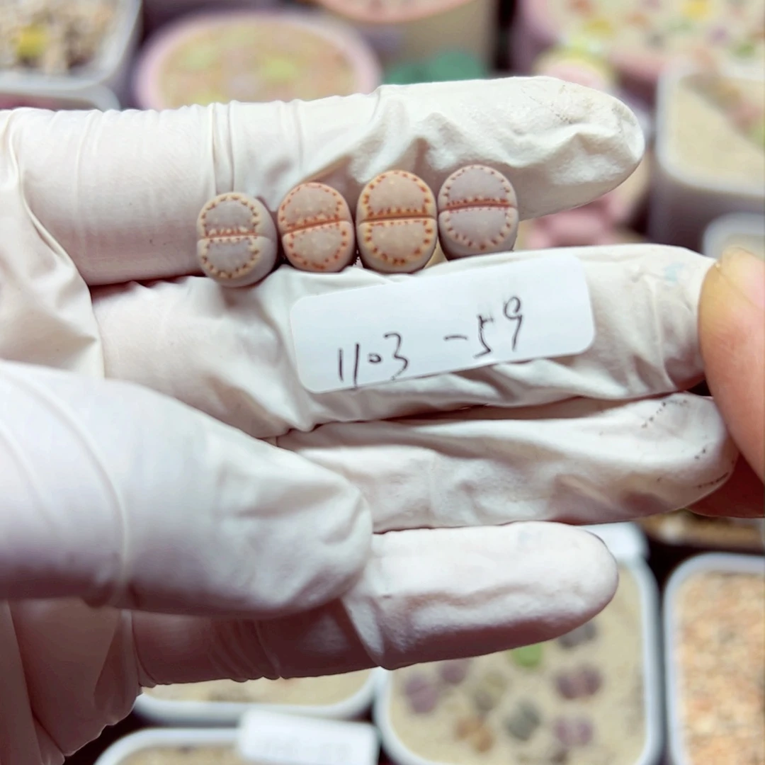 薇*1103 59优秀的肉肉