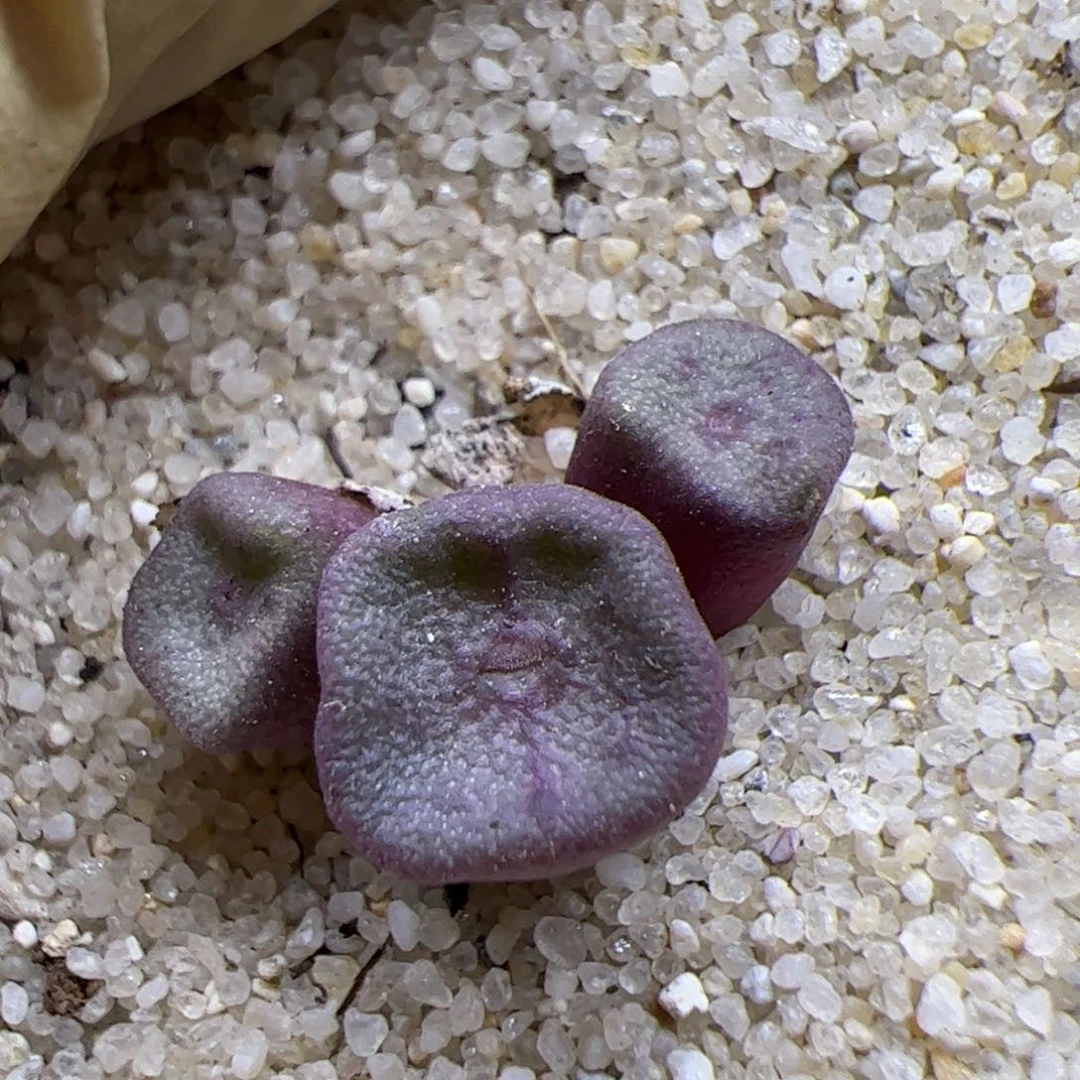 1030 208优秀的群生