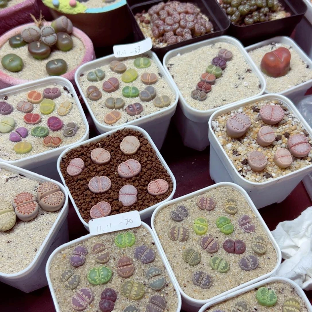 王****m1111 20三盆一起发