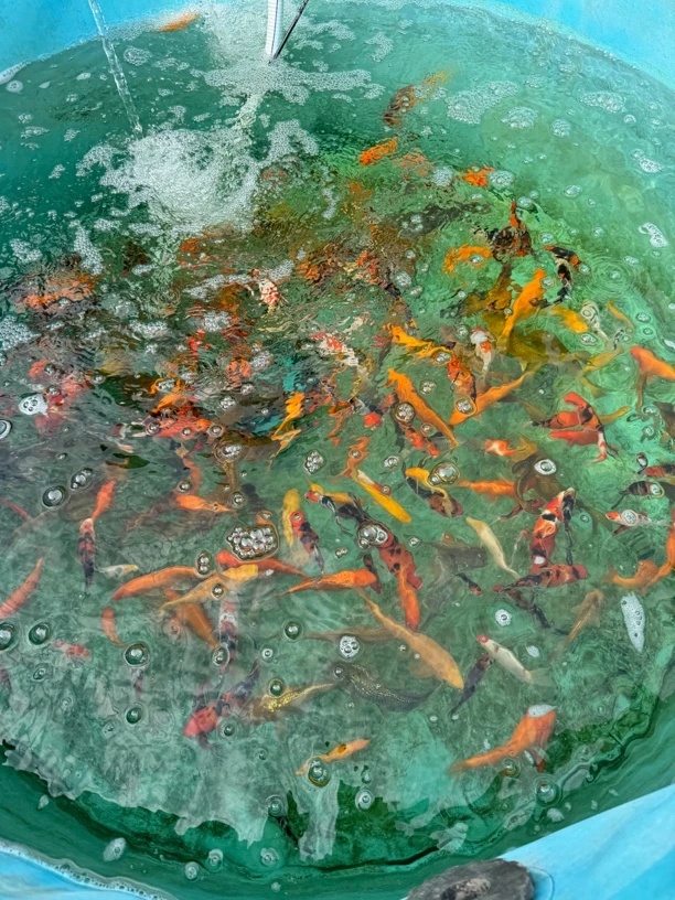 直播间一盆5条拍随机搭配组合，顺丰包邮