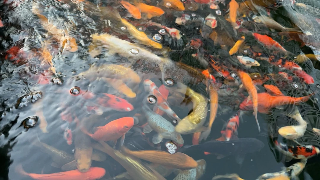 纯血统锦鲤胆大亲人，新直播间放福利直播间一物一拍