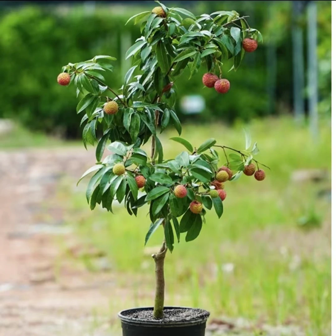 冰荔妃子笑先进奉桂味无核荔枝室内盆栽地栽果树苗矮化