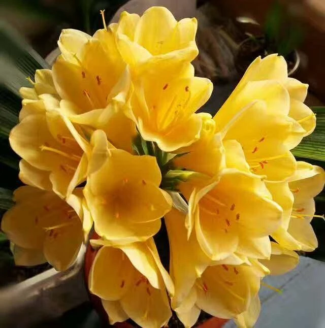 29号链接宝之兰大莹姐专用君子兰