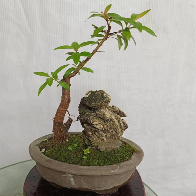 水杨梅鱼缸造景提小根老桩趣味观赏桌面水培土培绿植微型盆栽