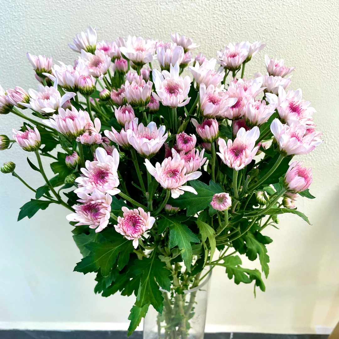 旧时光 奶油桃子小菊10支（送营养液）