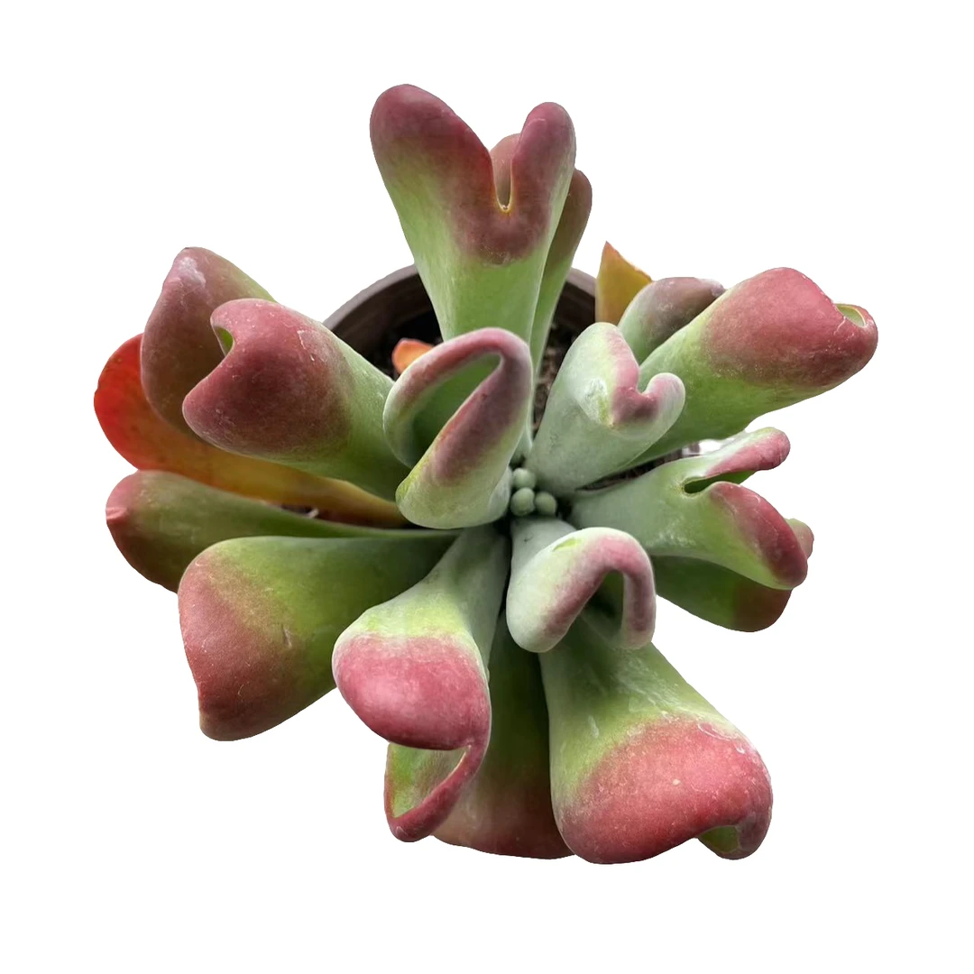 旧时光园艺 火狐狸 带盆带土