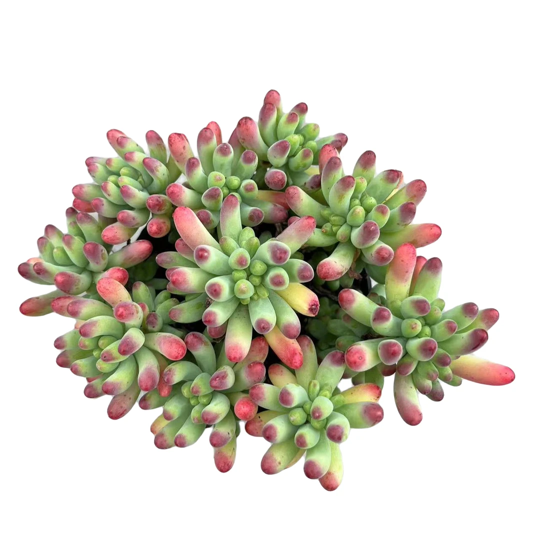 旧时光多肉，果冻玉女心单颗量拍