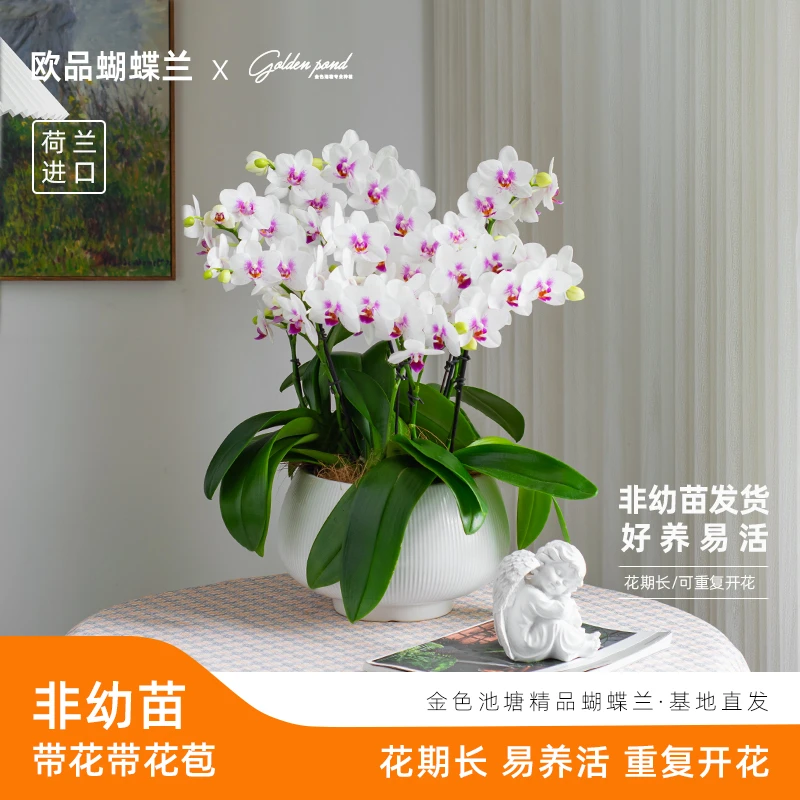精品蝴蝶兰盆栽【钢琴师】开花种植组盆带花带花苞室内花
